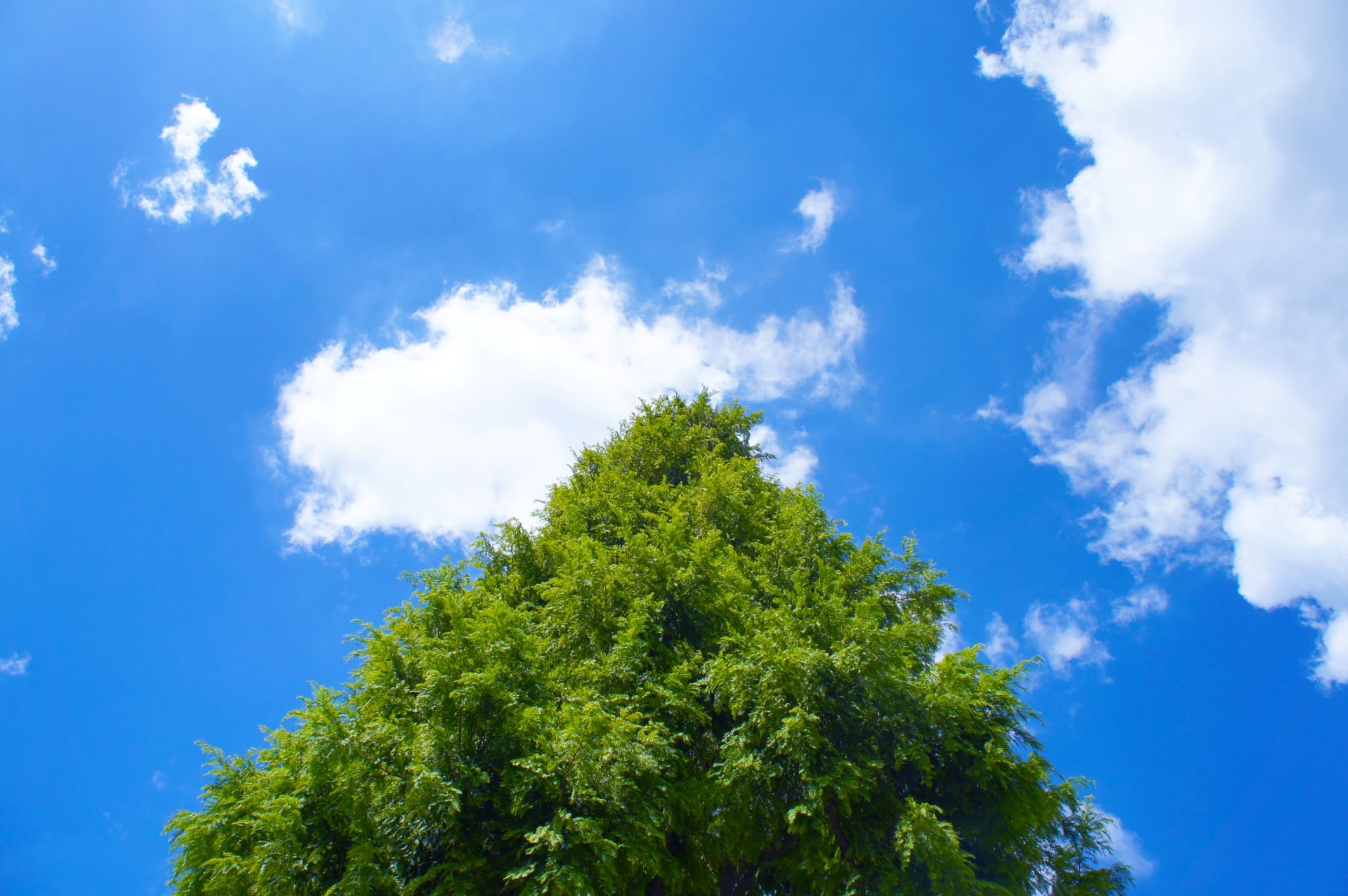 シンボルツリー