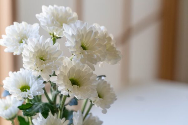 菊
