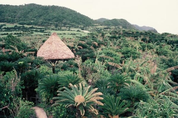 奄美大島